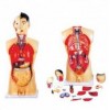 MODEL OF HUMAN TORSO MALE 85CMS WITH HARD ORGANS (18 PARTS)